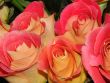 several tea pink rose bouquette fragment