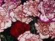 detailed close-up background of fresh flowers