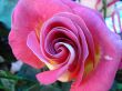 Lone purple pink rose flower