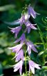 Wild blue flower on green grass background