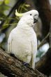white parrot