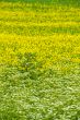 Yellow and white flower field