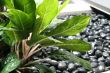 Zen pebbles
