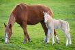 horse with its son eating grass