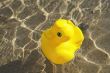 Toy duck