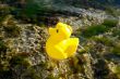 Toy duck