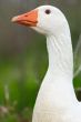 duck in freedom