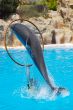 Dolphins
