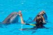 Dolphins
