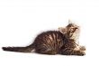 adorable cat