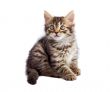 adorable cat