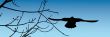 The flying bird