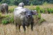 Water Buffalo B