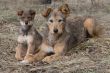 Dogs family