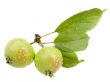 Small wild apples