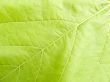 Vegetative background