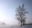 single tree is a misty winter day