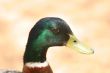 Mallard Head