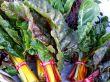 Swiss Chard