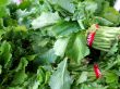 Rapini