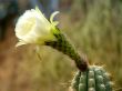Cactus in Bloom