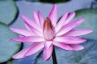 Pink Water Lily