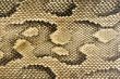 Snakeskin Texture