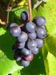 Wine Grapes