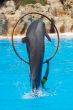 Dolphins