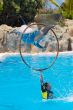 Dolphins