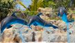 Dolphins