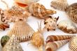 Collection of Mollusk isolated in