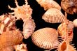 Collection of Mollusk isolated in