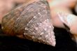 Collection of Mollusk isolated in