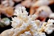 Collection of Mollusk isolated in