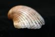 Collection of Mollusk isolated in