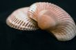 Collection of Mollusk isolated in