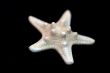 Collection of Mollusk isolated in