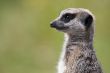 single meerkat