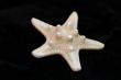 Collection of Mollusk isolated in