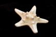 Collection of Mollusk isolated in