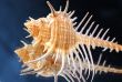 Collection of Mollusk isolated in