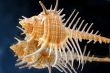 Collection of Mollusk isolated in
