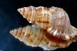 Collection of Mollusk isolated in