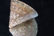Collection of Mollusk isolated in