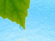 green leaf with the drop