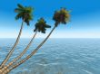 palms on an exotic tropical beach