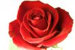 flowering rose