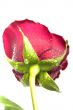 fresh scarlet rose in the drops