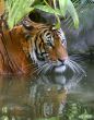 Fish in Water